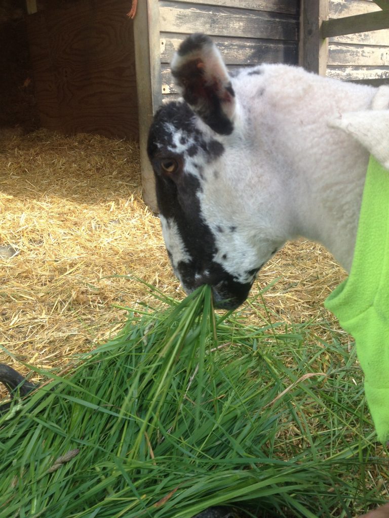 Last week Vet Times, this week The Sheep Site!